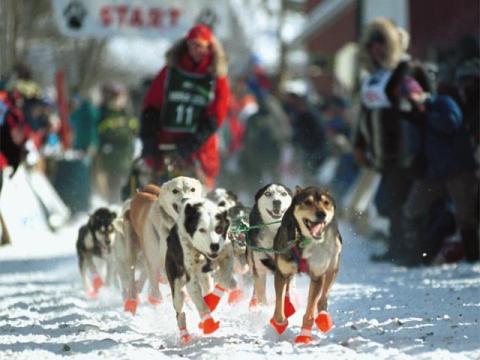 A racing sled dog team.