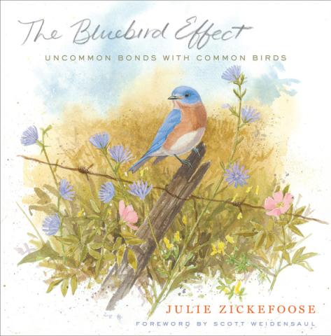The Bluebird Effect