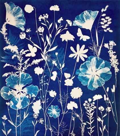 Cyanotype print