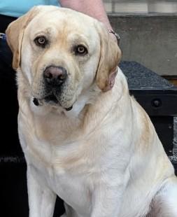 Photo of Andrew, a therapy dog